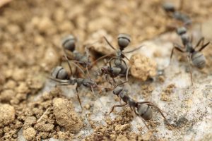 Banish Pest Control - Pest Control Beaverton, Oregon - Ants, Mice, Spiders, Termites, Rodents, Bees, and Wasps