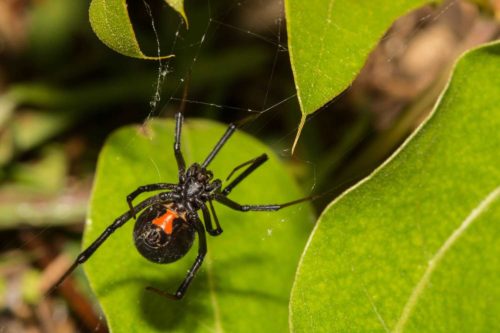 Black Widow Spider in Beaverton Oregon