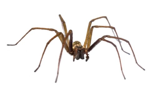Giant House Spider Beaverton OR