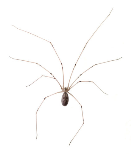 Long Bodied Cellar Spider Beaverton OR
