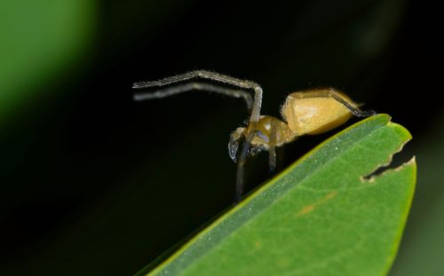 Yellow Sac Spider Beaverton OR