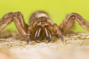 Mouse-Spider-Ground-Spider-Beaverton-Oregon