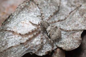 Running Crab Spider in Beaverton