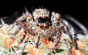 Zebra Jumper spider in Beaverton Oregon